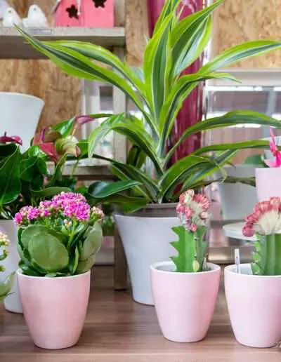 Dekoideen Zimmerpflanzen mit und ohne Blüte