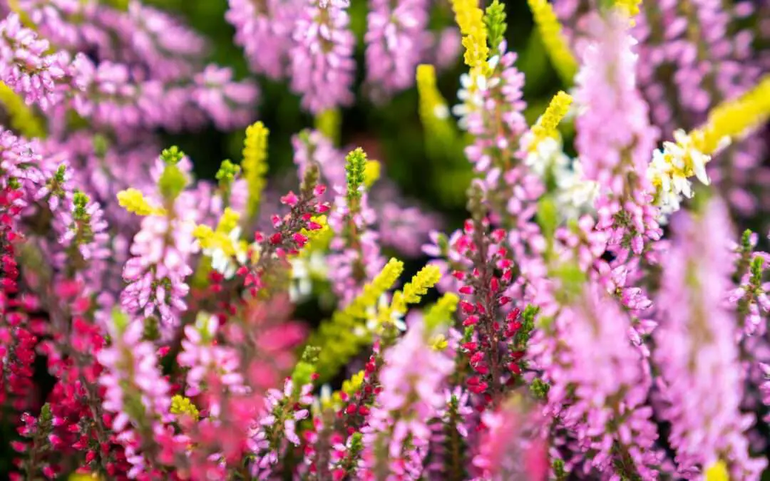 03688 Heidekraut Calluna bunt