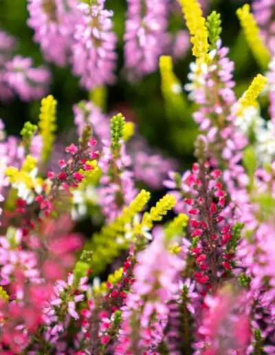 03688 Heidekraut Calluna bunt