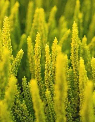 03694 Calluna Knospenheide gruen
