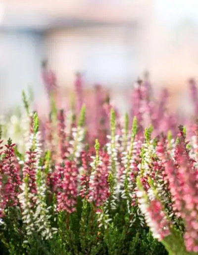 04045 Calluna Vulgaris Heidekraut pink weiss