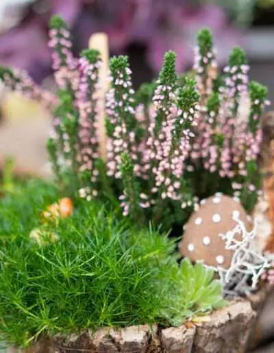 04057 Herbstdeko mit Calluna Vulgaris in rosa