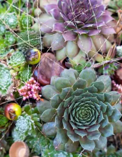 Dekorative Sukkulenten in Pflanzschale