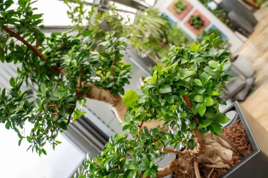 Professioneller Baumschnitt von Ihrer Gärtnerei - auch für Zimmerpflanzen