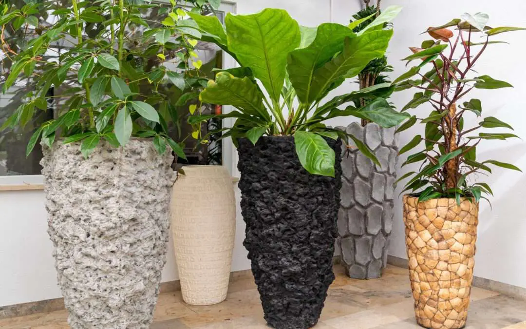 Dekorative große luftreinigende Zimmerpflanzen