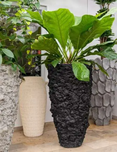 Dekorative große luftreinigende Zimmerpflanzen