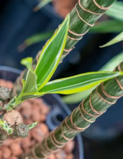 Drachenbaum treibt frisch aus