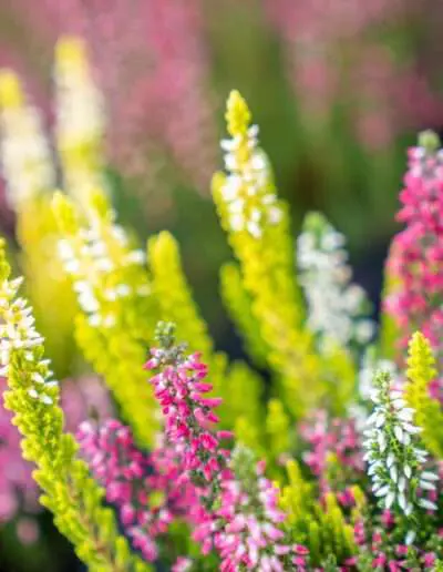 04672 Calluna Vulgaris bunt