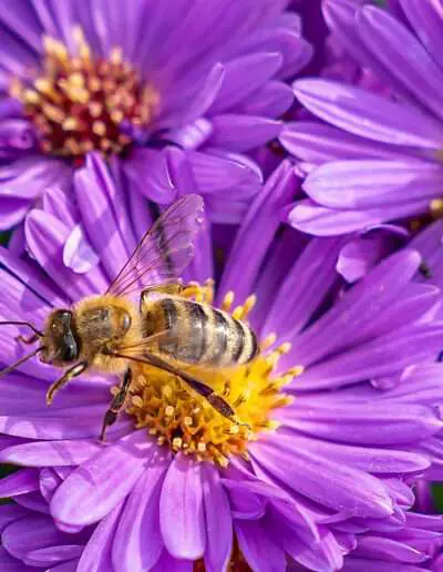 Bienenfreundliche Pflanzen
