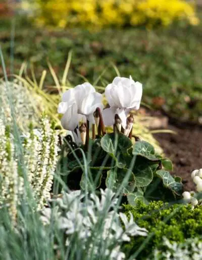 Grabbepflanzung in Silber und Weißtönen