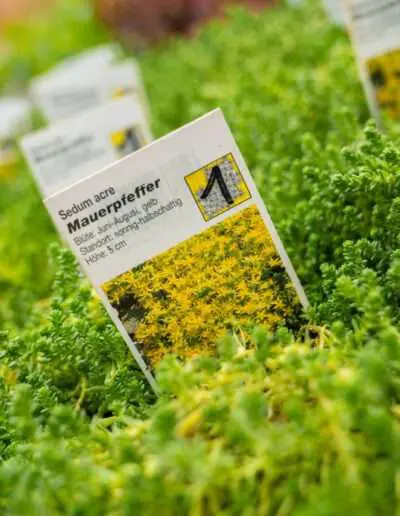 Mauerpfeffer: Qualitäts-Stauden aus Ihrer Gärtnerei