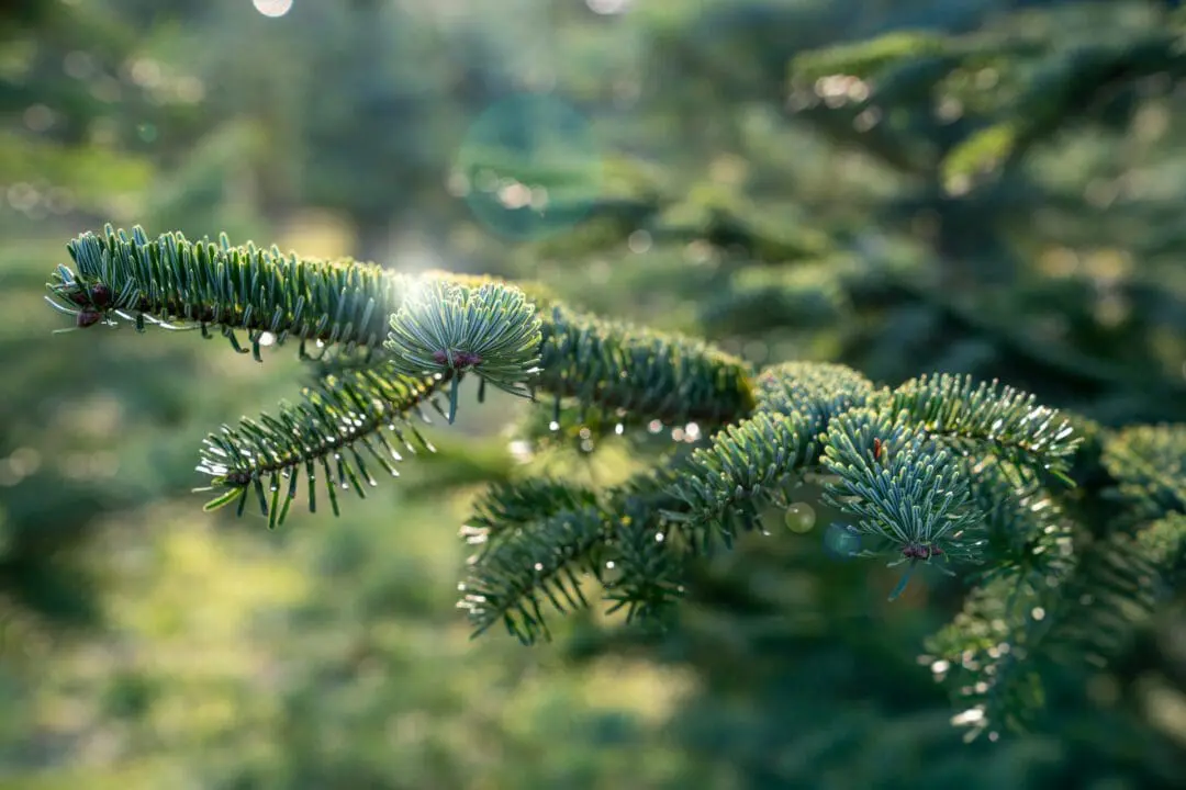 Detail Zweig Nobilistanne