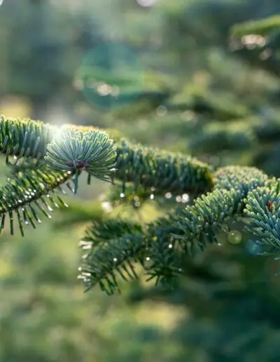 Detail Zweig Nobilistanne