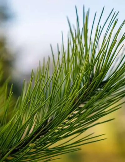 Detail Kiefernzweig