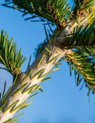 Tannenbaum fester Zweig