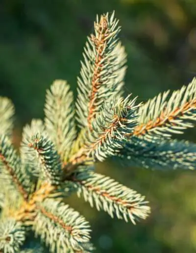 Blaufichte Detail Zweig