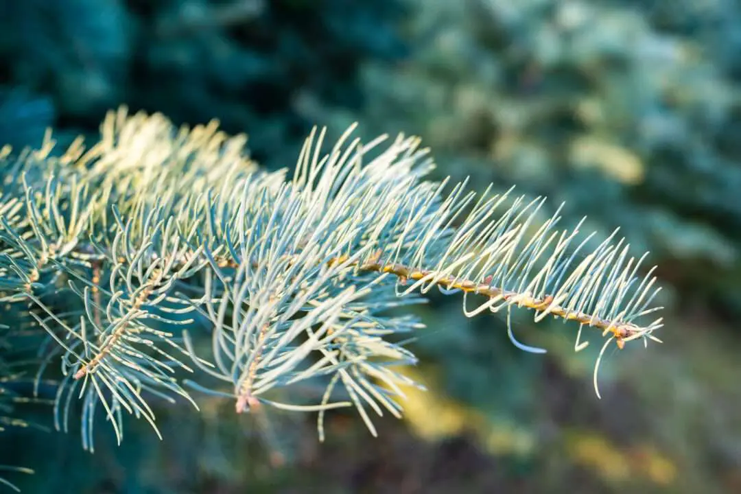 Detail Colorado-Tanne Zweig