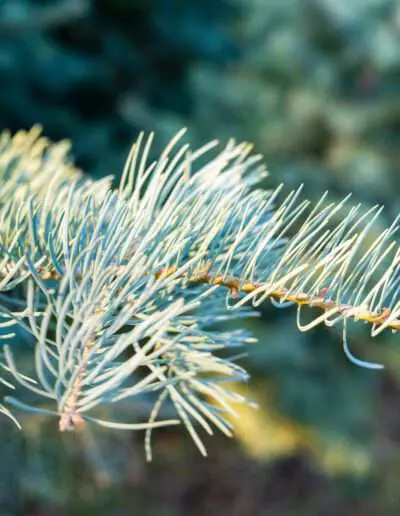 Detail Colorado-Tanne Zweig