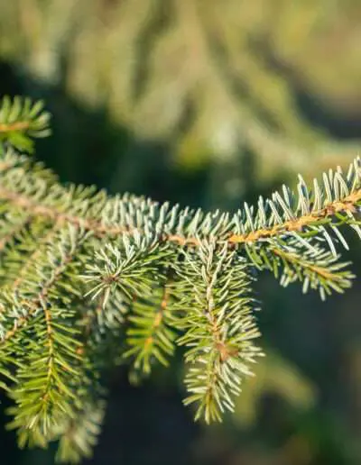 Rotfichte Detail Zweig