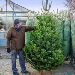 Premiumbaum aus dem Spessart