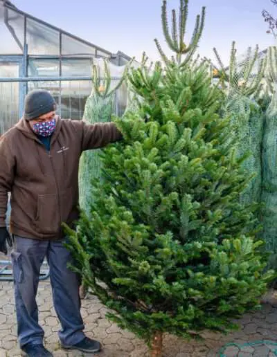 Premiumbaum aus dem Spessart