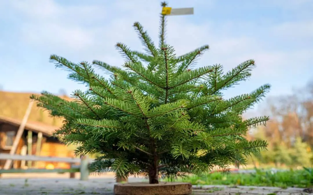 Mini Rotfichte als Weihnachtsbaum auf Sockel