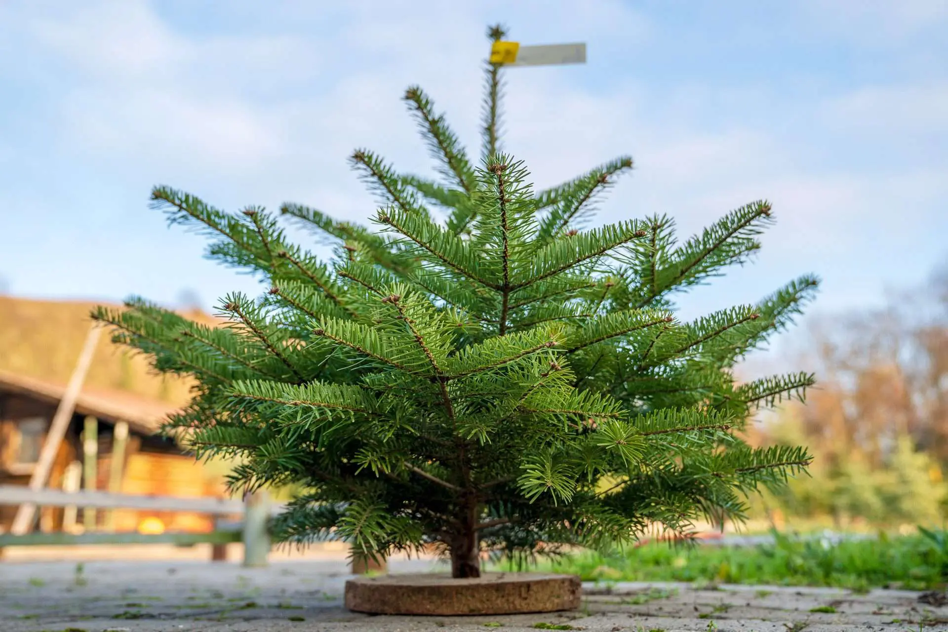 Mini Rotfichte als Weihnachtsbaum auf Sockel