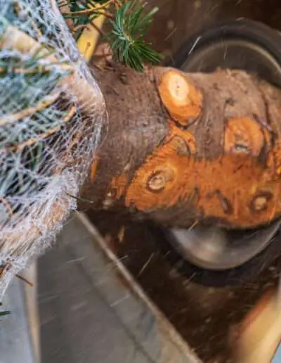 Weihnachtsbaum anspitzen lassen