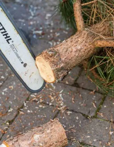 Unser Service: Christbaum ansägen beim Kauf