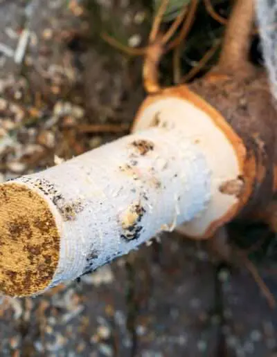 Weihnachtsbaum-Stamm angepasst