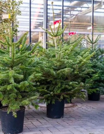 Weihnachtsbäume im Topf