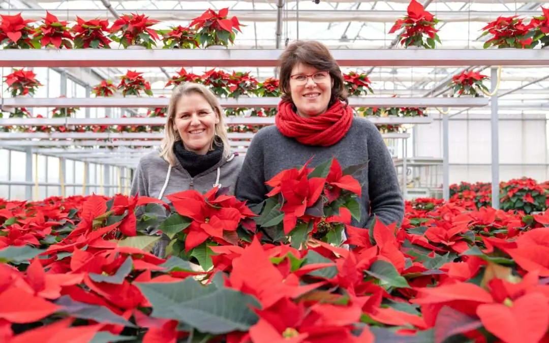 Petra & Kathrin Gammanick mit Weihnachststernen