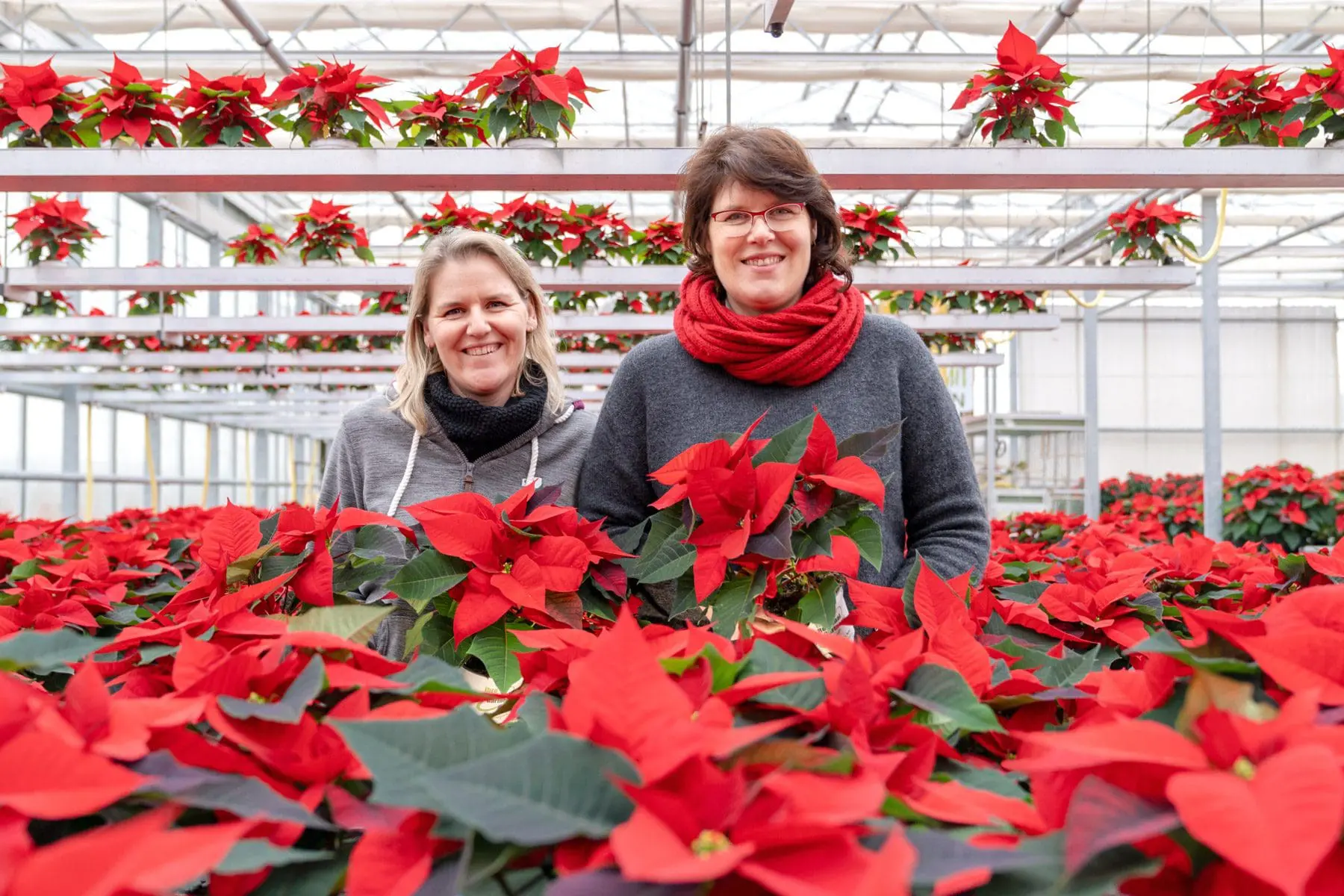 Petra & Kathrin Gammanick mit Weihnachststernen