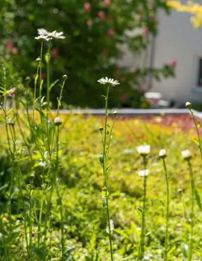 Dachbepflanzungen – Nachhaltige Stadt Begrünung
