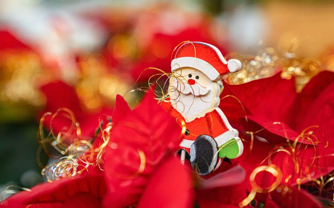 Farbenfrohe Adventsdeko mit Weihnachtsstern