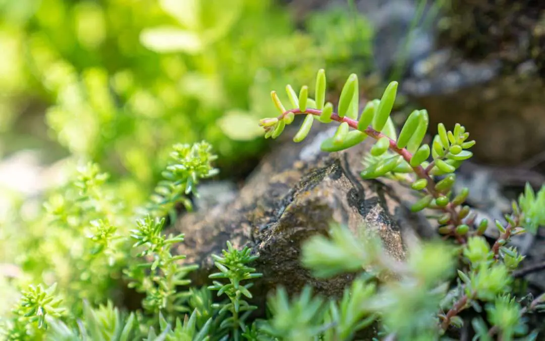 Nachhaltig mit Sukkulenten