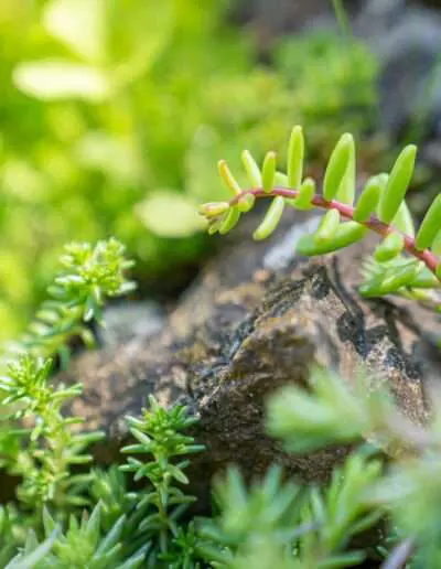Mauerpfeffer ideal für sonnige Standorte