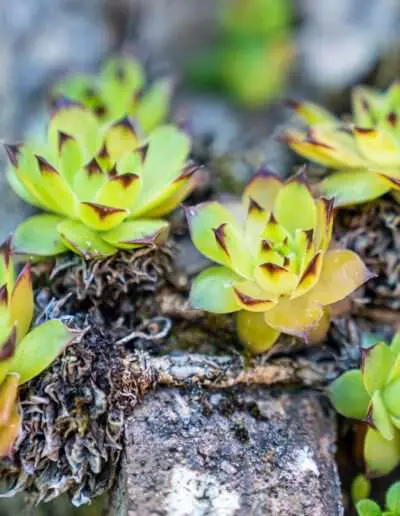 Hauswurz – winterharte Pflanze mit Heilwirkung