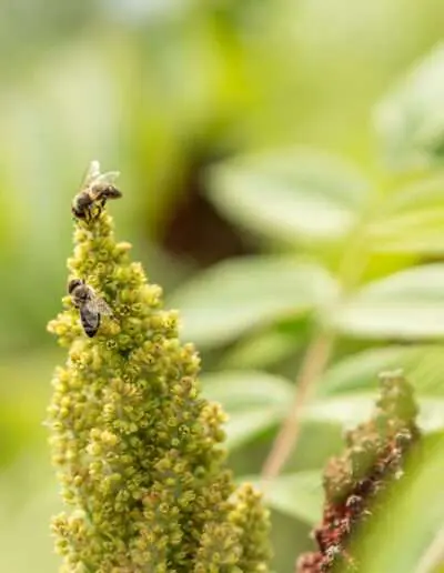 Bienenfreundliche Bäume und Sträucher