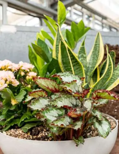 Prüfungs Werkstück Pflanzschale