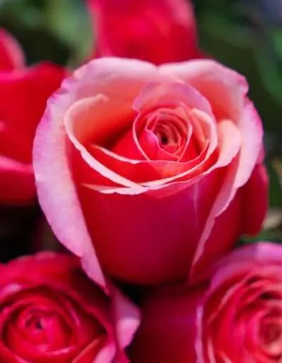 07664 Gartenbaugruppe Wuerzburg Frische Rote Rosen Zum Valentinstag
