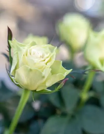 Frische Rosen aus der Gaertnerei