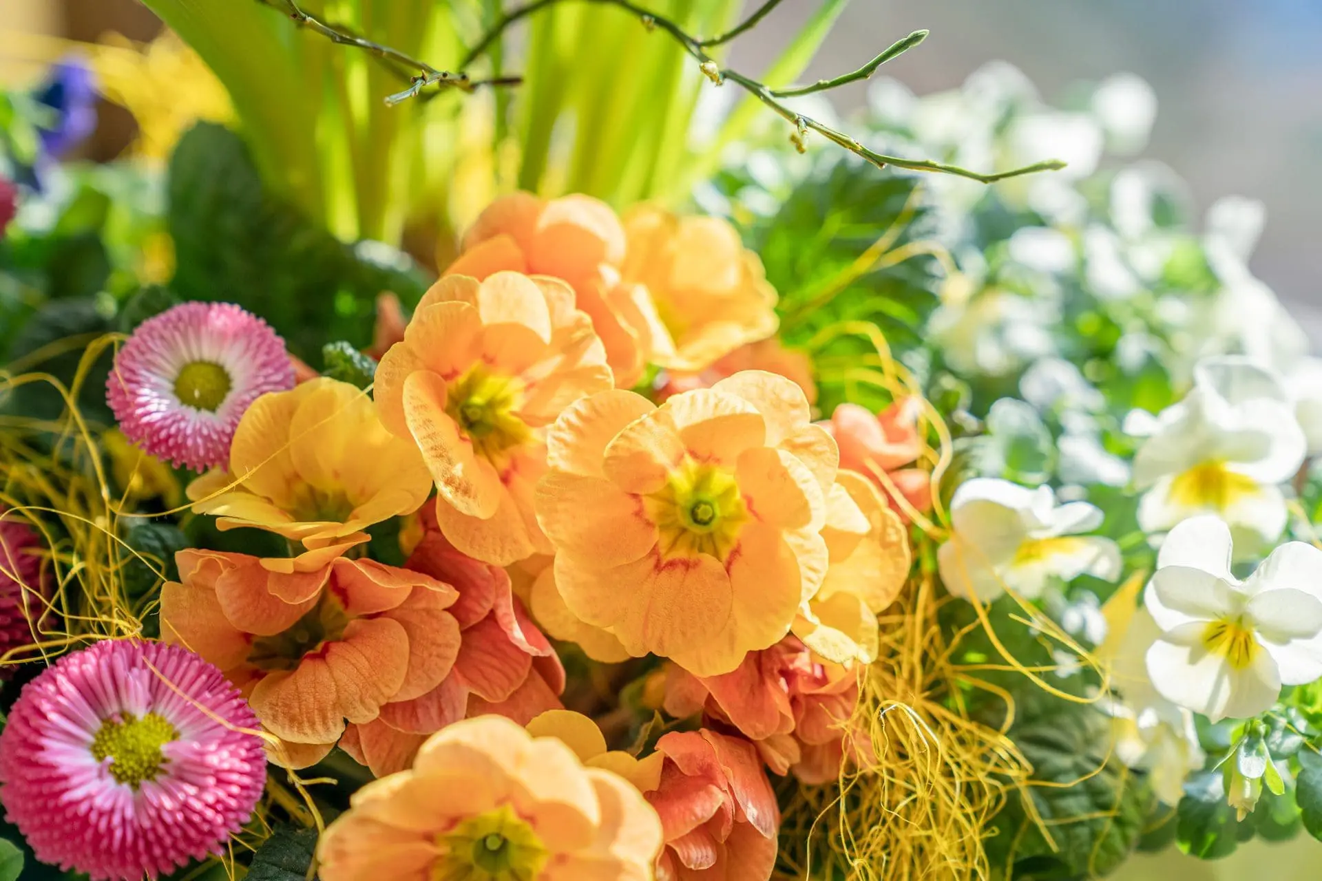 Aktion Bunte Frühlingskiste Der Gartenbaugruppe Würzburg Aktion Bunte Frühlingskiste Der Gartenbaugruppe Würzburg
