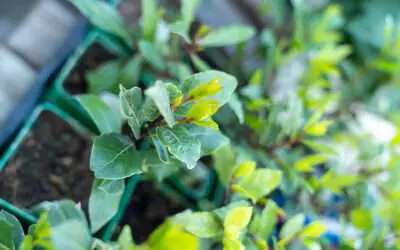 Würzburger Kräuterkistle 2023