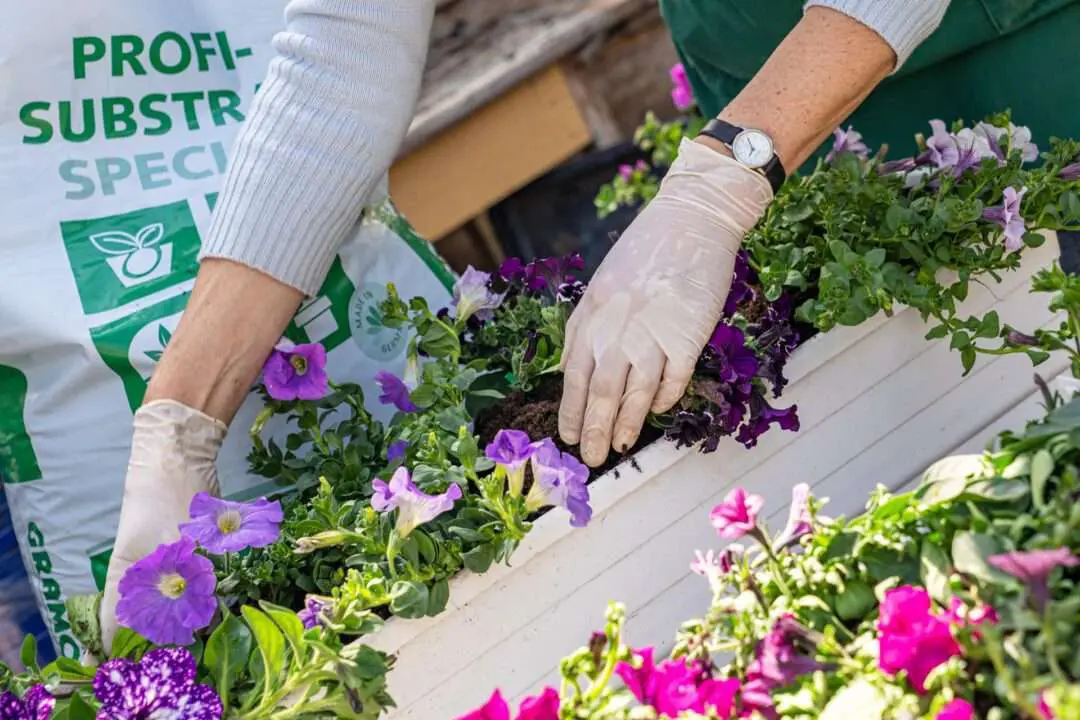 Balkonkasten Service Von Der Gartenbaugruppe Würzburg Balkonkasten Service Von Der Gartenbaugruppe Würzburg