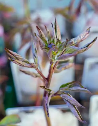 Staudenjungpflanzen aus Ihrer Regionalen Gärtnerei