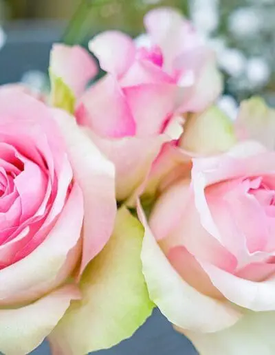 Rosen Bei Gärtnerei Gammanick