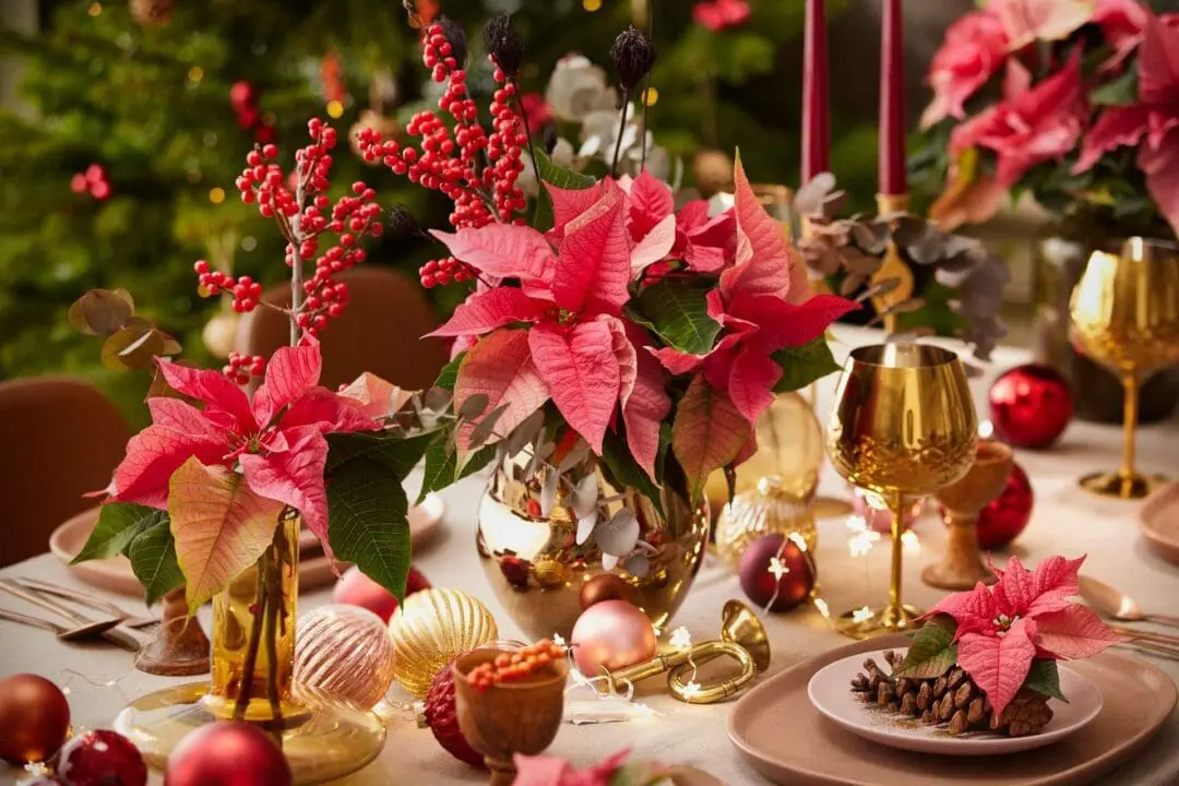 Weihnachts-Tischdeko mit Poinsettien Weihnachts-Tischdeko mit Poinsettien