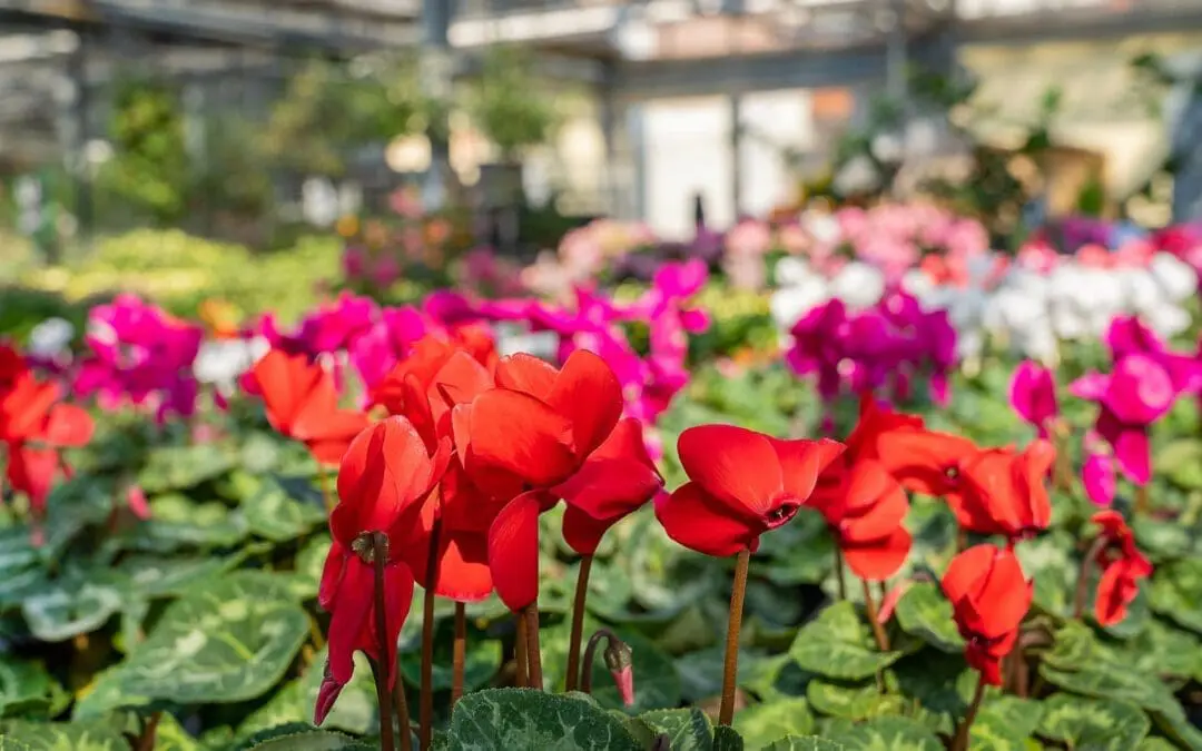 Gaertnerei Hessdoerfer Alpenveilchen Gewaechshaus