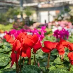 Gaertnerei Hessdoerfer Alpenveilchen Gewaechshaus